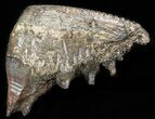 Upper Jaw M Mammoth Molar - Siberia #45381-1